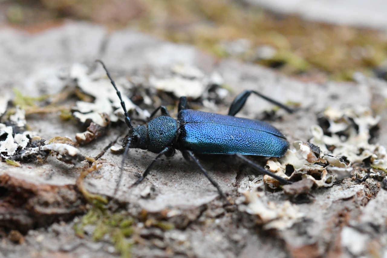 Callidium violaceum (Linnaeus, 1758) - Callidie violacée (femelle)