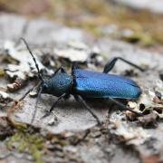 Callidium violaceum (Linnaeus, 1758) - Callidie violacée (femelle)