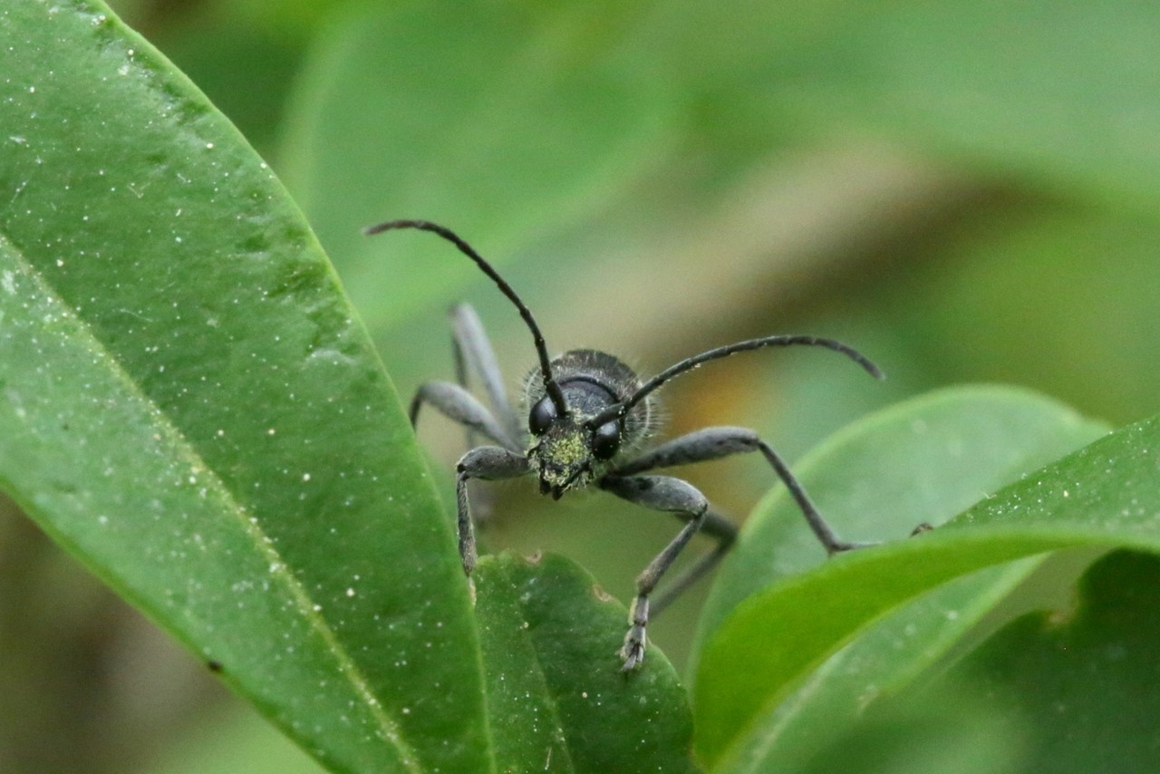 Chlorophorus figuratus (Scopoli, 1763) - Clyte figuré