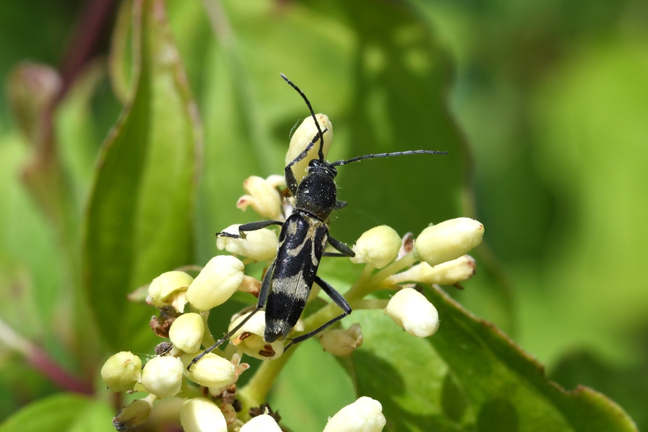 Chlorophorus figuratus (Scopoli, 1763) - Clyte figuré