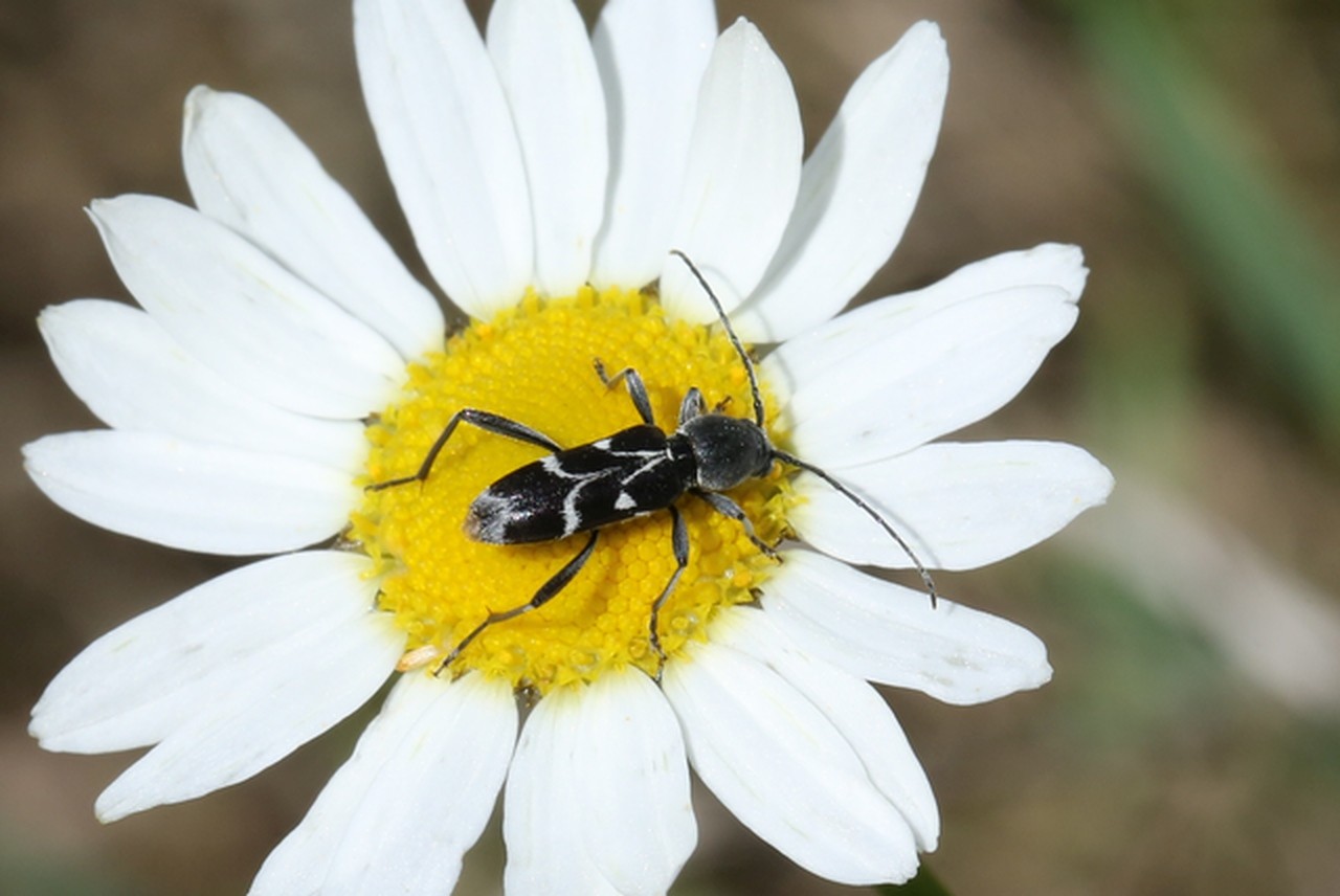 Chlorophorus sartor (Müller, 1766) - Clyte sarcleur  