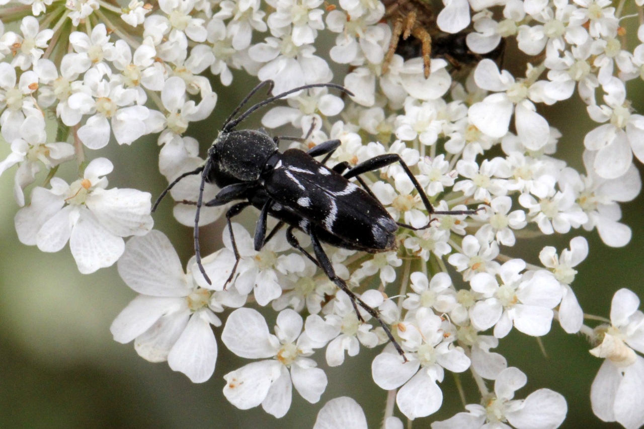 Chlorophorus sartor (Müller, 1766) - Clyte sarcleur (accouplement)