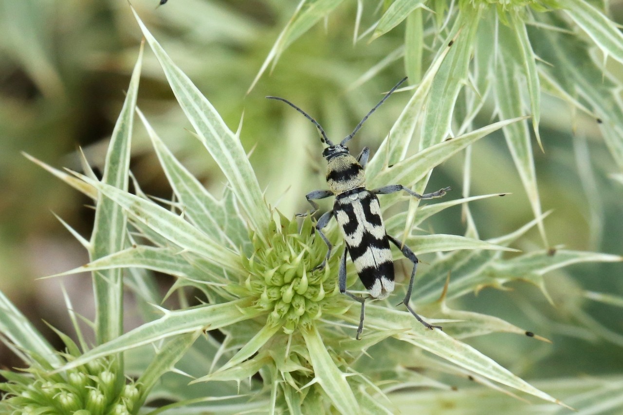 Chlorophorus varius (Müller, 1766) - Clyte varié, Chlorophore soufré