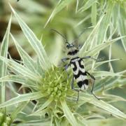 Chlorophorus varius (Müller, 1766) - Clyte varié, Chlorophore soufré