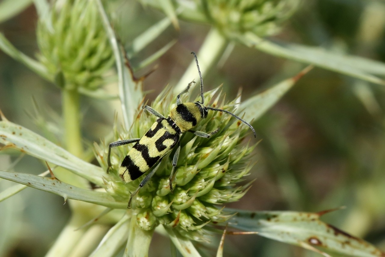 Chlorophorus varius (Müller, 1766) - Clyte varié, Chlorophore soufré  