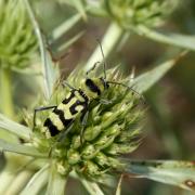 Chlorophorus varius (Müller, 1766) - Clyte varié, Chlorophore soufré  