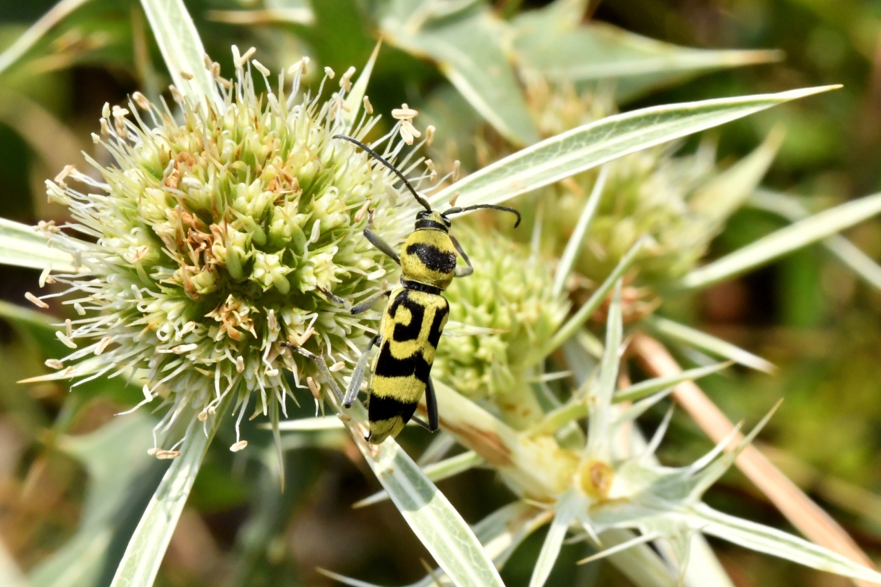 Chlorophorus varius (Müller, 1766) - Clyte varié, Chlorophore soufré