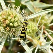 Chlorophorus varius (Müller, 1766) - Clyte varié, Chlorophore soufré