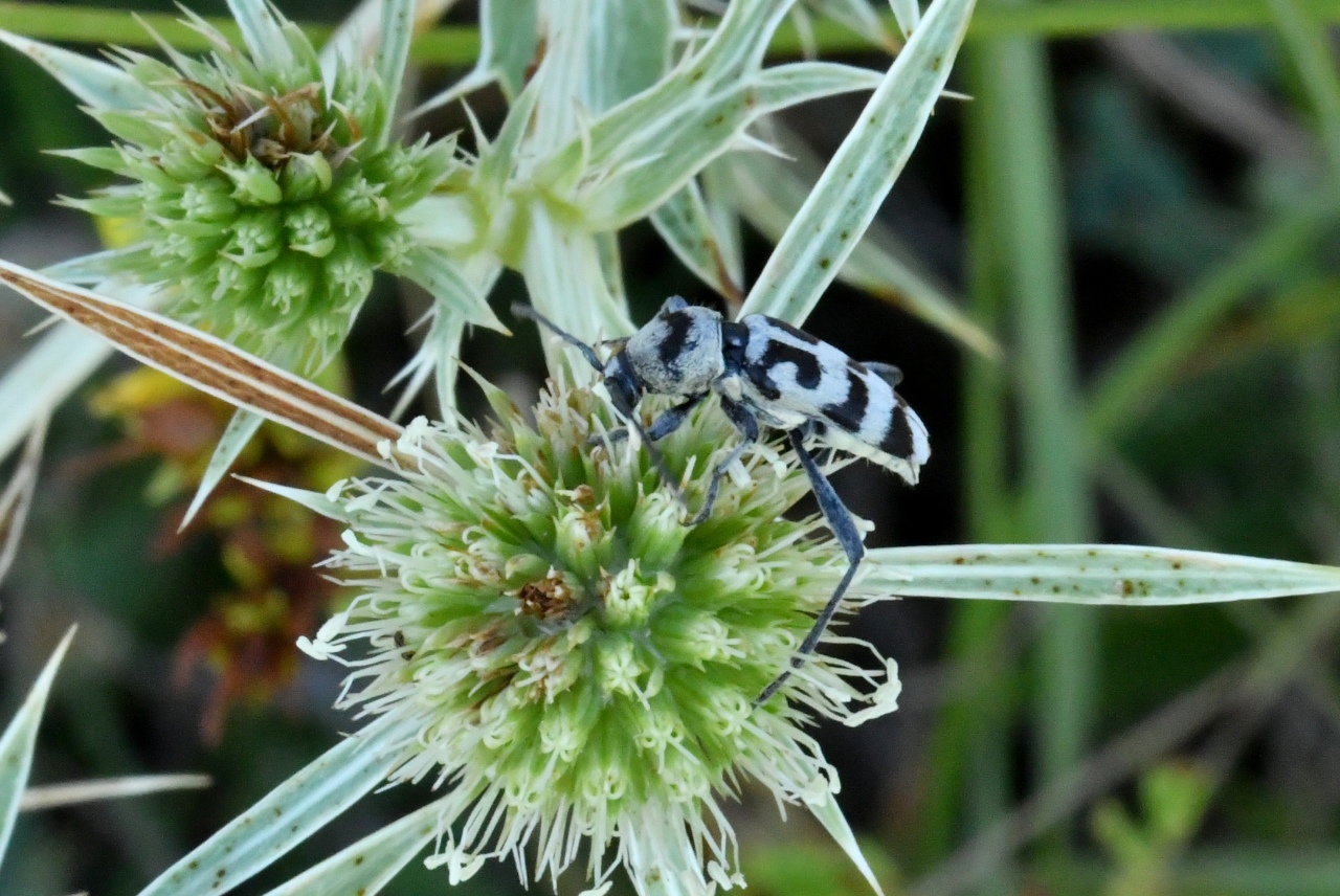 Chlorophorus varius (Müller, 1766) - Clyte varié, Chlorophore soufré 