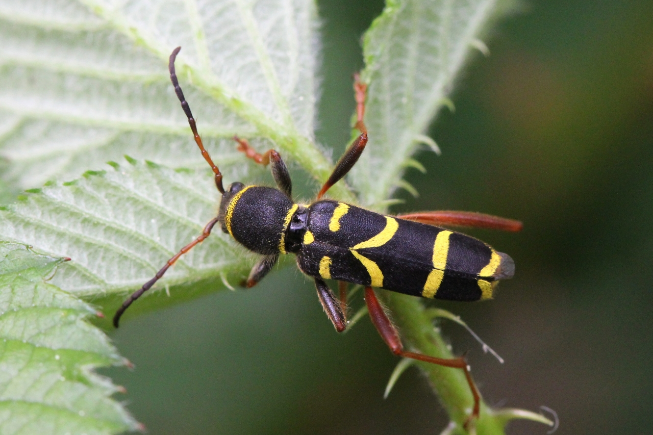 Clytus arietis (Linnaeus, 1758) - Clyte bélier