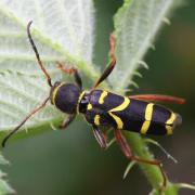 Clytus arietis (Linnaeus, 1758) - Clyte bélier