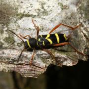 Clytus arietis (Linnaeus, 1758) - Clyte bélier