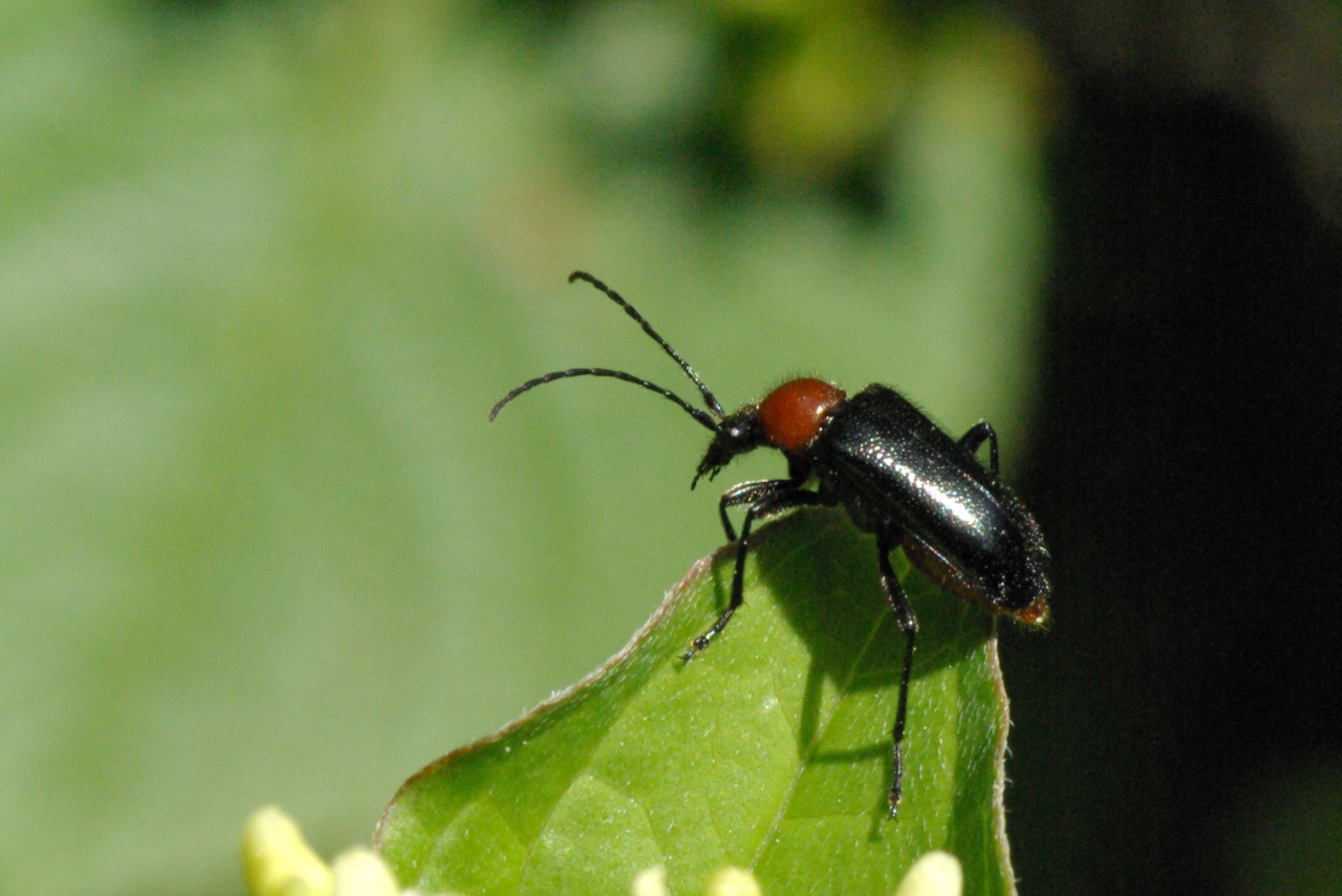 Dinoptera collaris (Linnaeus, 1758) - Acmaéops à thorax rouge