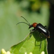 Dinoptera collaris (Linnaeus, 1758) - Acmaéops à thorax rouge