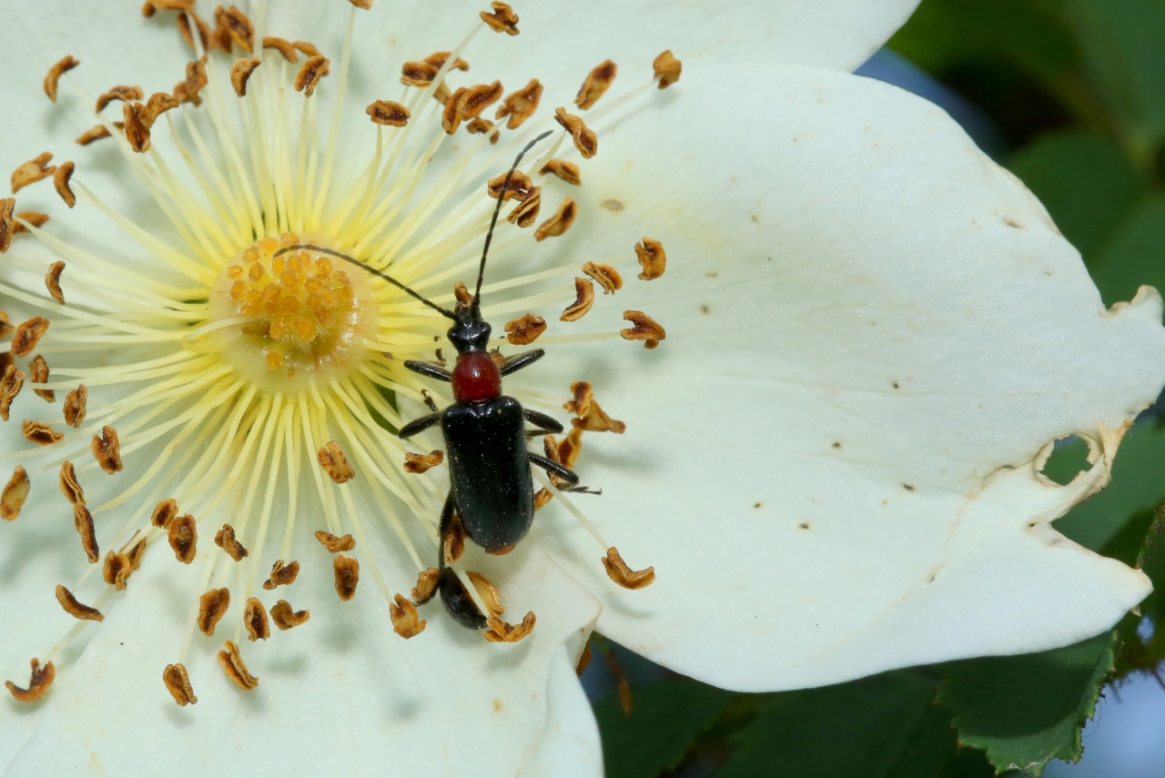 Dinoptera collaris (Linnaeus, 1758) - Acmaéops à thorax rouge