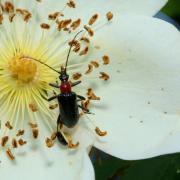 Dinoptera collaris (Linnaeus, 1758) - Acmaéops à thorax rouge