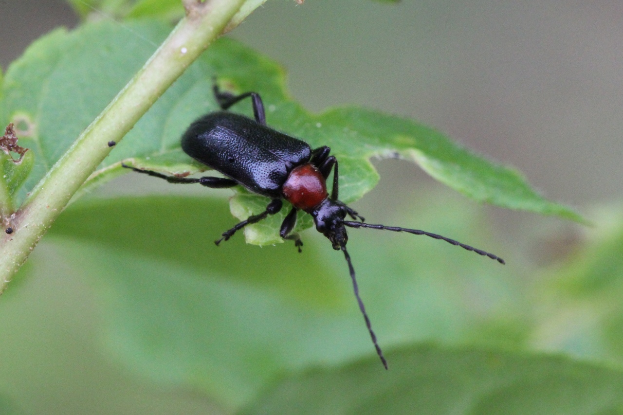 Dinoptera collaris (Linnaeus, 1758) - Acmaéops à thorax rouge