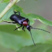 Dinoptera collaris (Linnaeus, 1758) - Acmaéops à thorax rouge