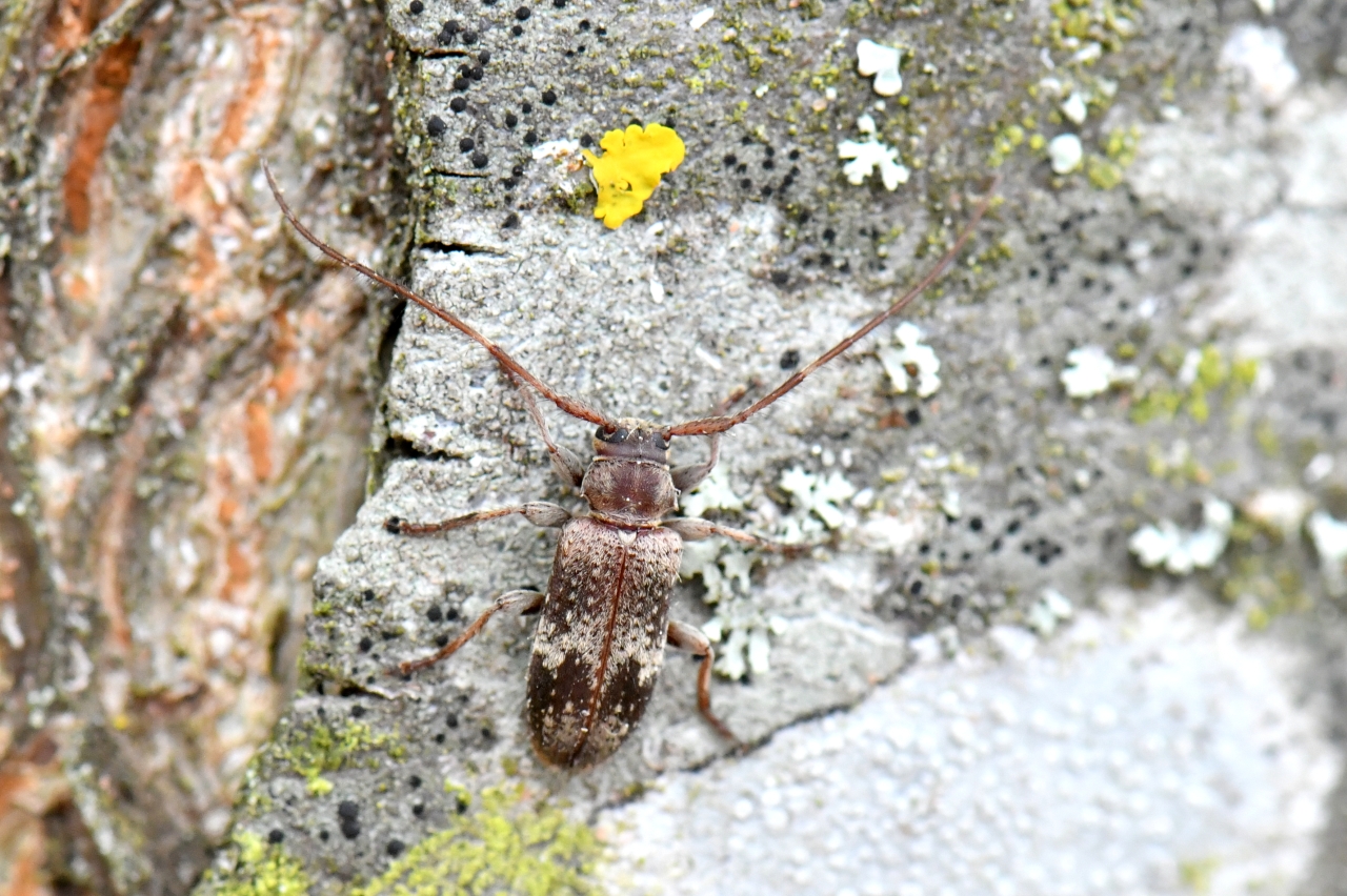 Exocentrus adspersus Mulsant, 1846 - Exocentre poudré 