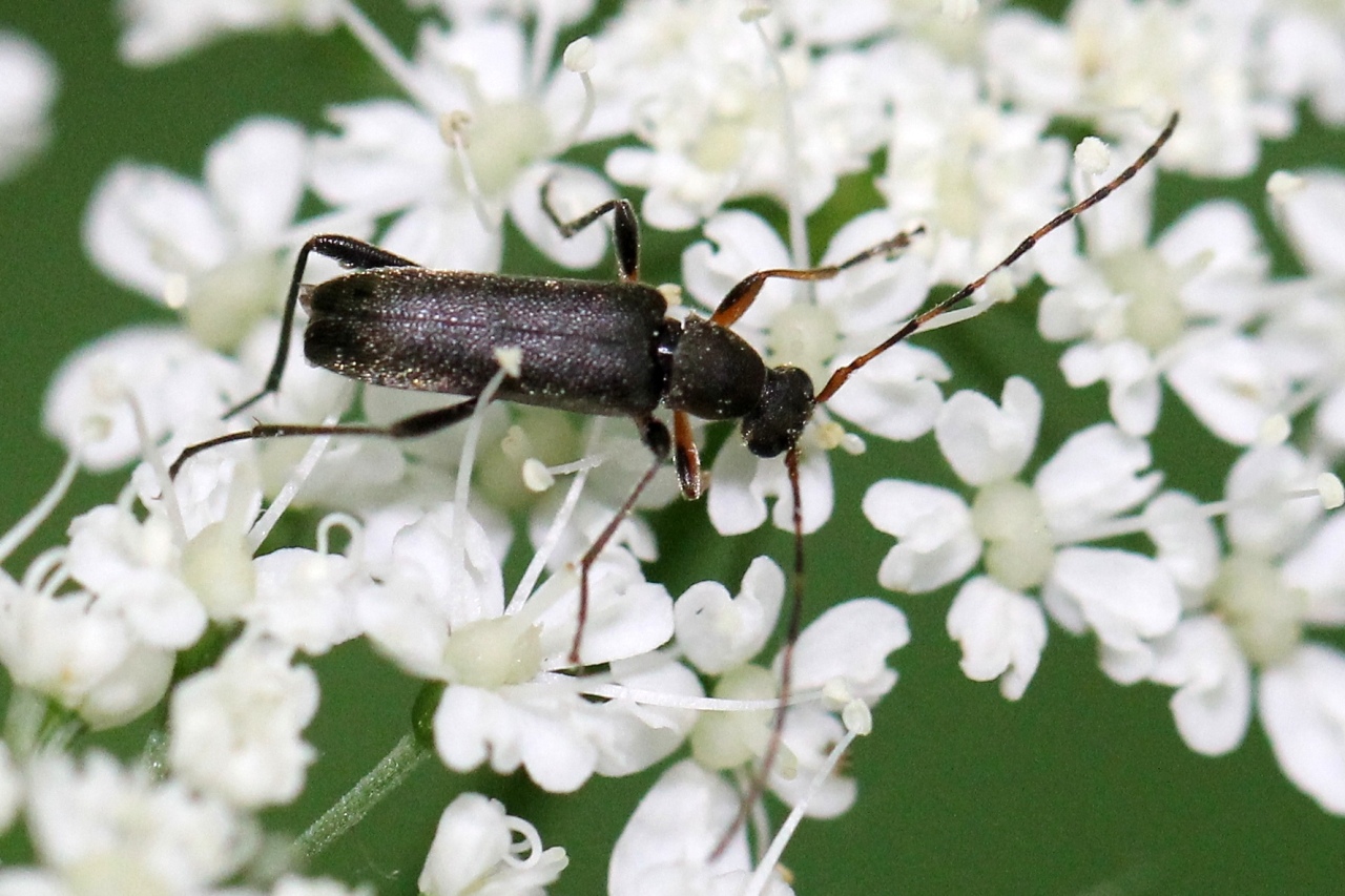 Grammoptera ruficornis (Fabricius, 1781) - Grammoptère à antennes rousses