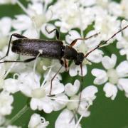 Grammoptera ruficornis (Fabricius, 1781) - Grammoptère à antennes rousses