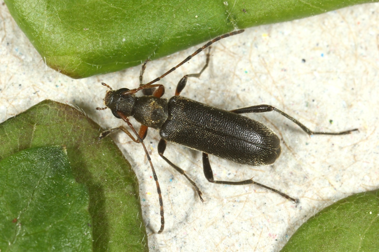 Grammoptera ruficornis (Fabricius, 1781) - Grammoptère à antennes rousses