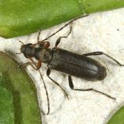 Grammoptera ruficornis (Fabricius, 1781) - Grammoptère à antennes rousses