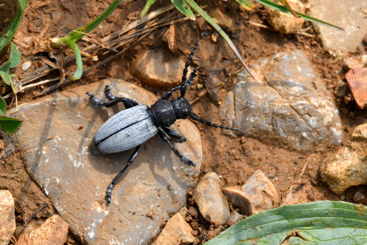 Iberodorcadion fuliginator (Linnaeus, 1758) - Dorcadion fuligineux (mâle)