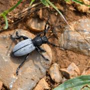 Iberodorcadion fuliginator (Linnaeus, 1758) - Dorcadion fuligineux (mâle)