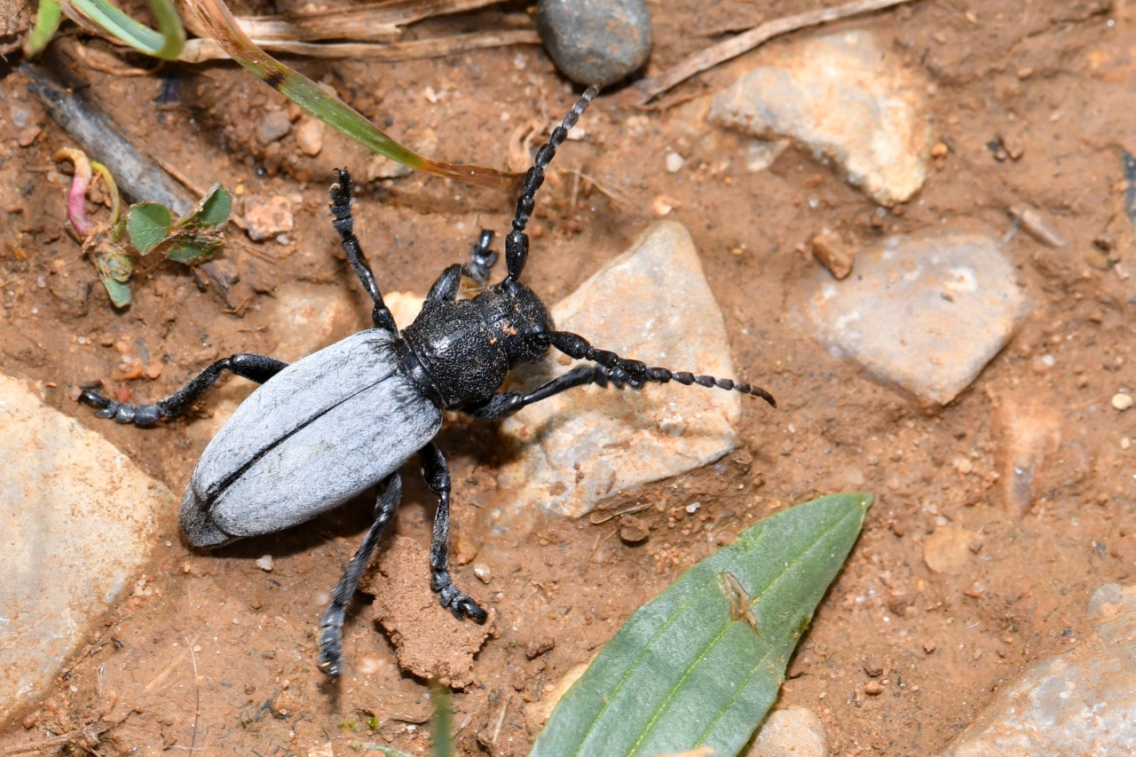 Iberodorcadion fuliginator (Linnaeus, 1758) - Dorcadion fuligineux (mâle)