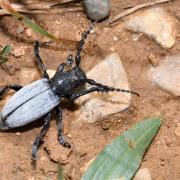 Iberodorcadion fuliginator (Linnaeus, 1758) - Dorcadion fuligineux (mâle)