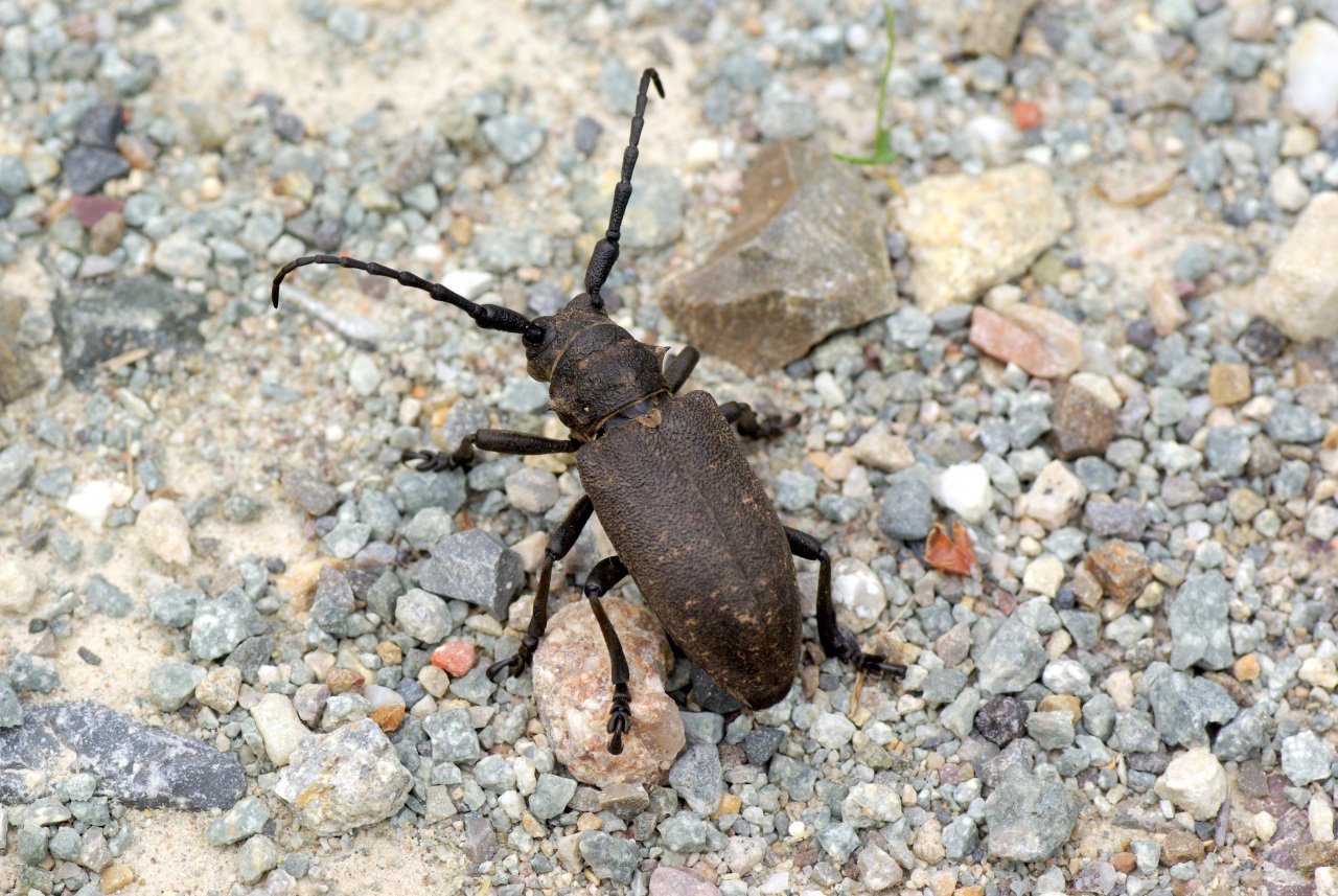 Lamia textor (Linnaeus, 1758) - Lamie tisserand