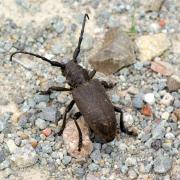 Lamia textor (Linnaeus, 1758) - Lamie tisserand