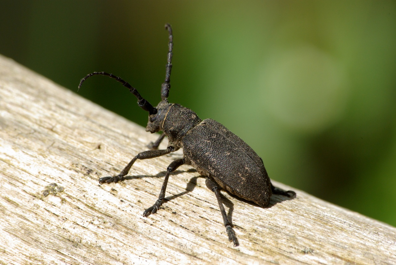 Lamia textor (Linnaeus, 1758) - Lamie tisserand