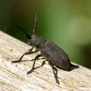 Lamia textor (Linnaeus, 1758) - Lamie tisserand