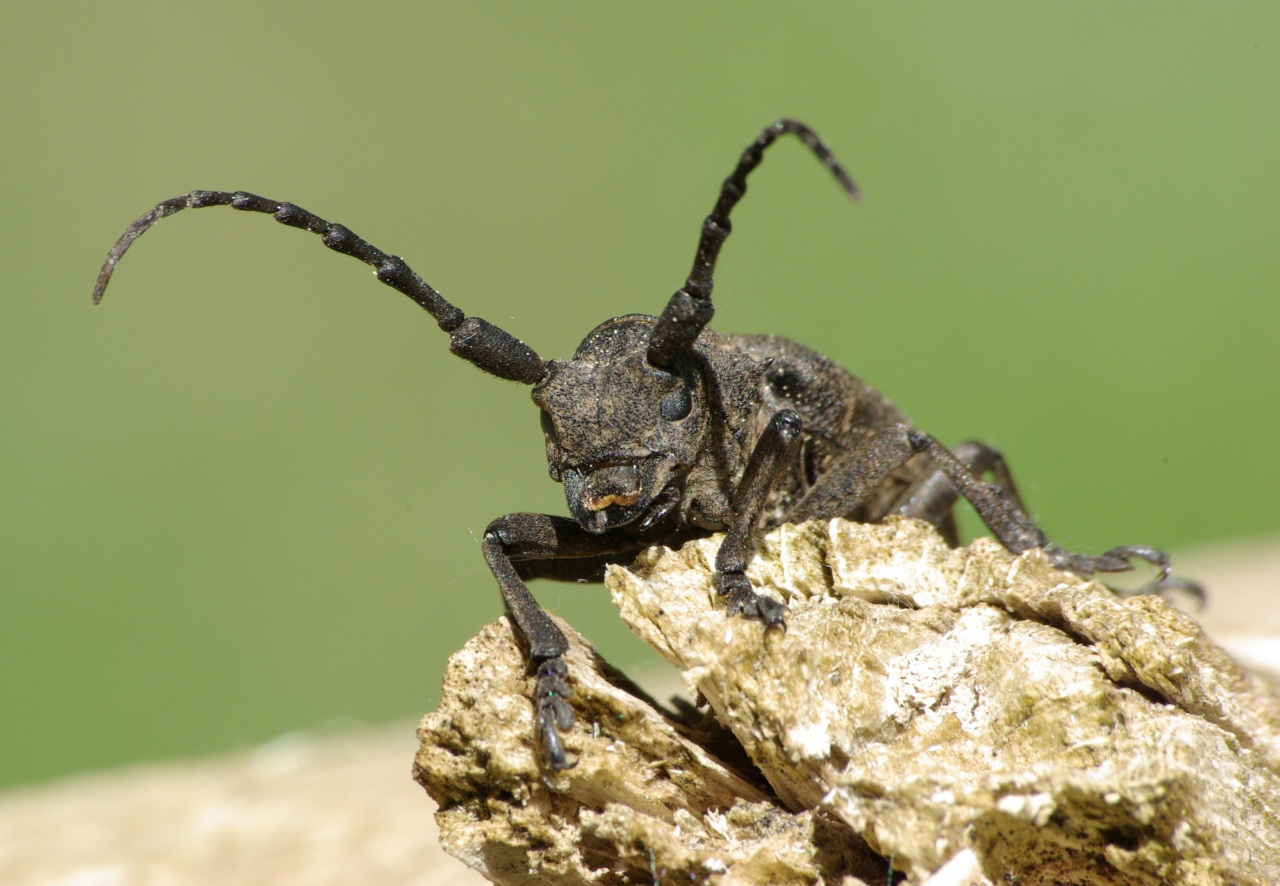 Lamia textor (Linnaeus, 1758) - Lamie tisserand