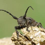 Lamia textor (Linnaeus, 1758) - Lamie tisserand