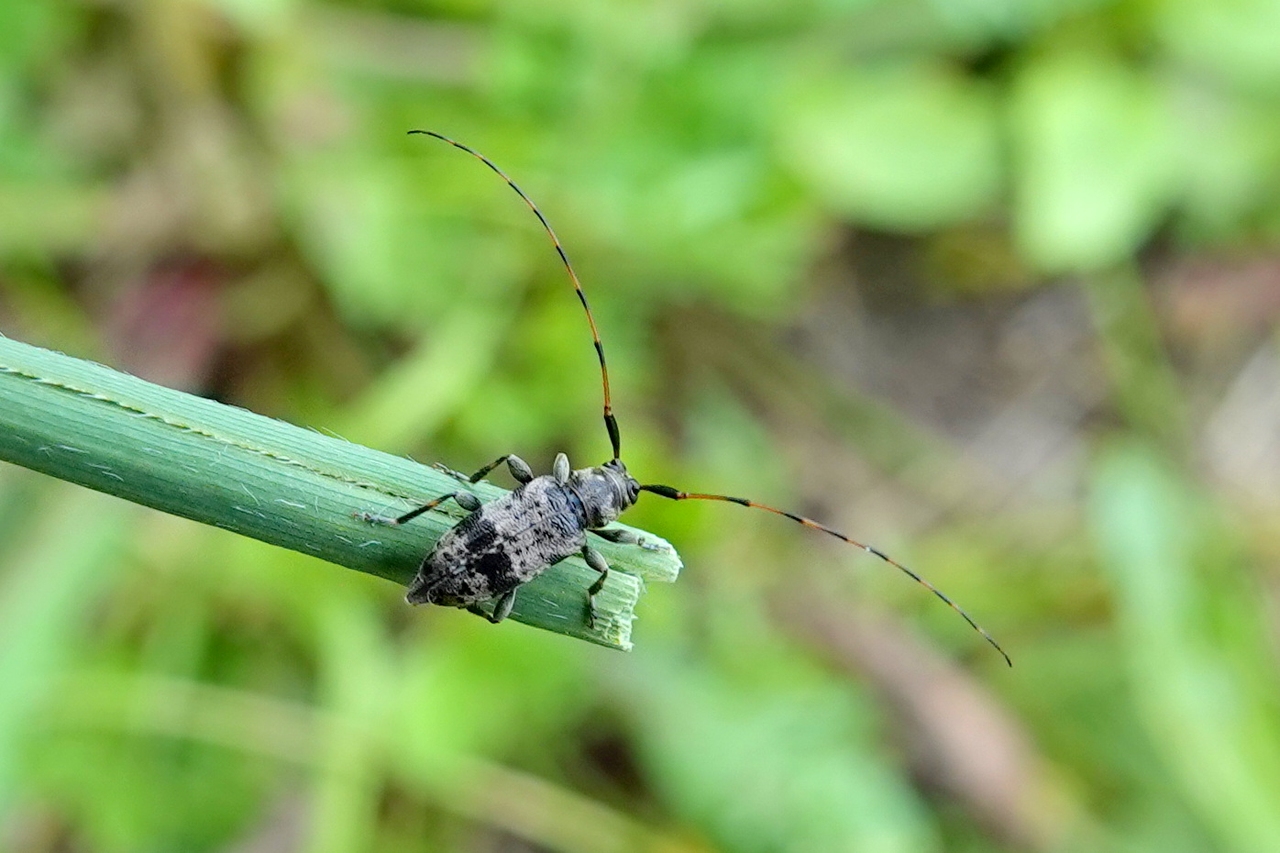 Leiopus sp (femelle)