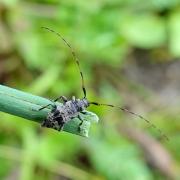 Leiopus sp (femelle)