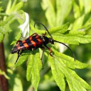 Leptura aurulenta Fabricius, 1792 - Lepture abeille, Lepture couleur d'or (mâle)