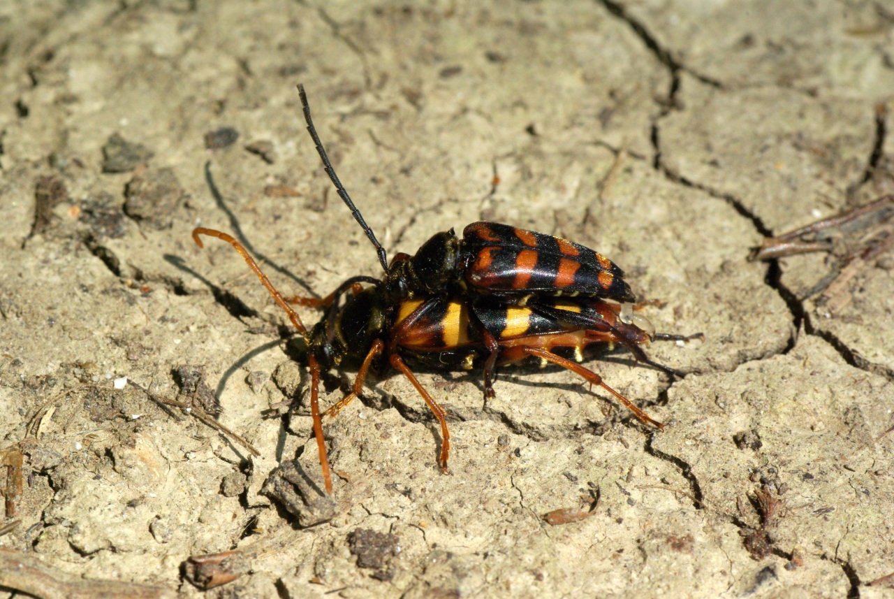 Leptura aurulenta Fabricius, 1792 - Lepture abeille, Lepture couleur d'or (accouplt)