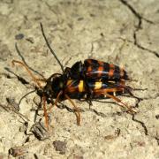 Leptura aurulenta Fabricius, 1792 - Lepture abeille, Lepture couleur d'or (accouplt)