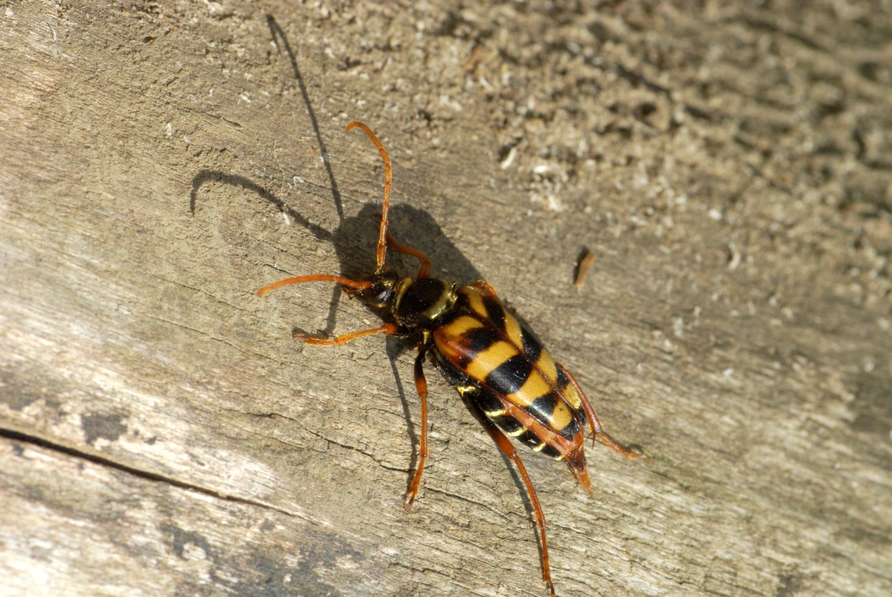 Leptura aurulenta Fabricius, 1792 - Lepture abeille, Lepture couleur d'or (femelle)