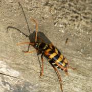 Leptura aurulenta Fabricius, 1792 - Lepture abeille, Lepture couleur d'or (femelle)