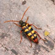 Leptura aurulenta Fabricius, 1792 - Lepture abeille, Lepture couleur d'or (femelle)