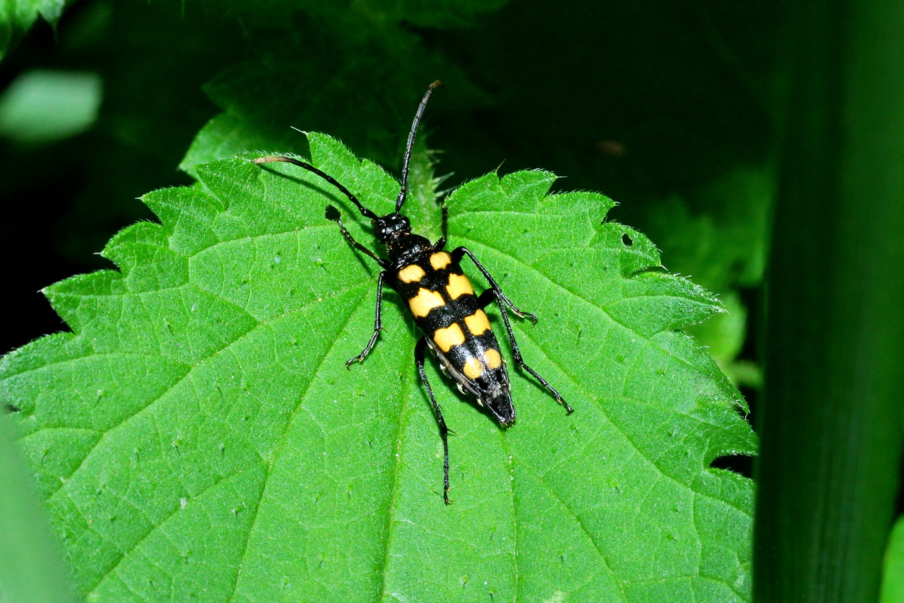 Leptura quadrifasciata Linnaeus, 1758 - Lepture à quatre fascies (femelle)