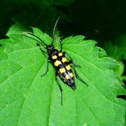 Leptura quadrifasciata Linnaeus, 1758 - Lepture à quatre fascies (femelle)