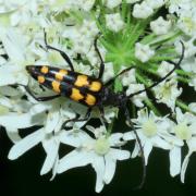 Leptura quadrifasciata Linnaeus, 1758 - Lepture à quatre fascies (mâle)