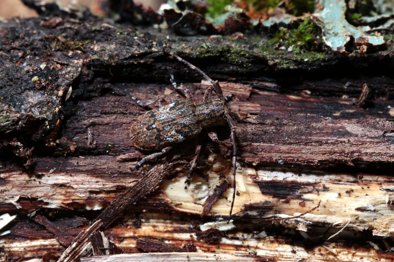 Mesosa nebulosa (Fabricius, 1781) - Mésose nébuleuse