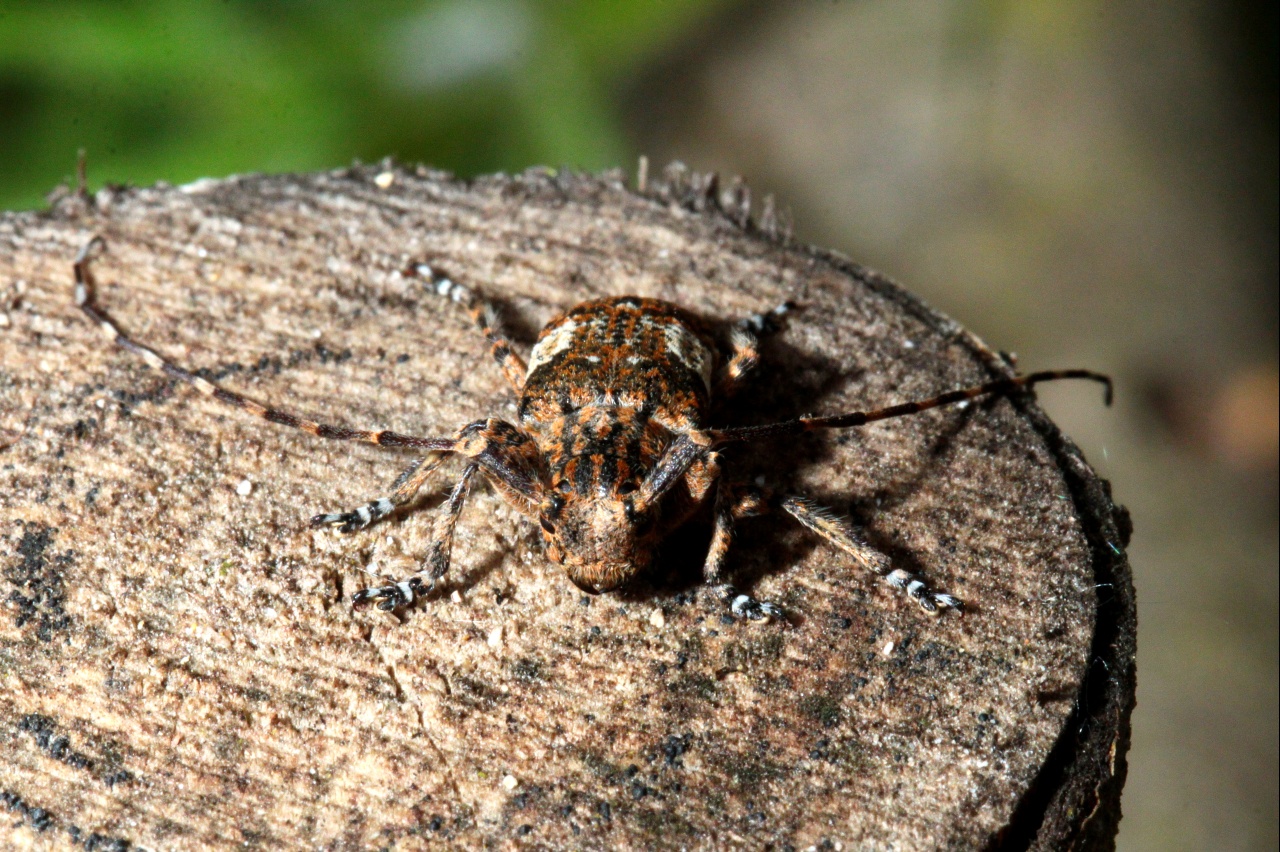 Mesosa nebulosa (Fabricius, 1781) - Mésose nébuleuse